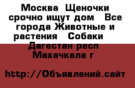 Москва! Щеночки срочно ищут дом - Все города Животные и растения » Собаки   . Дагестан респ.,Махачкала г.